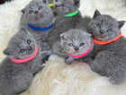 Scottish fold and stringht kittens