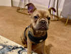 French bulldog