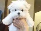 Absolutely adorable Maltese