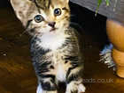 Gorgeous Bengal x kittens looking for loving homes