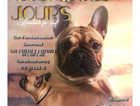 For stud  French bulldog showing linage