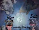 Blue Staffordshire bull terriers puppies