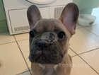 French bulldog puppies looking for homes