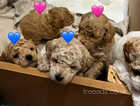 Poochon Puppies Born Mothers Day