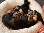 Miniature dachshund puppies 3 left stunning!