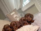 Kc Registered Miniature smooth haired Dachshund puppies