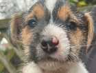 READY NOW !!! Handsome broken coated jack Russell boy pup