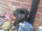 KC registered labrador puppies READY NOW