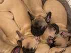 FLUFFY CARRIER FRENCH BULLDOGS