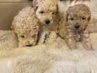 Beautiful Apricot Miniature/Toy Poodle puppies
