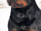 Multi world champion pedigree male pup