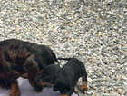 3 Black and Tan dachshund puppy's for sale