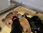 F1b Beautiful Cockapoo Puppies for Sale