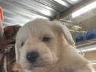 Schnoodle babies