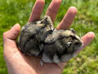 2 pedigree winter white hamsters For sale