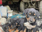 Tricolour farm bred collie puppies