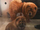 Red chow chow