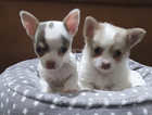 2 male chihuahua puppies