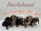 Dachshund Beautiful puppies