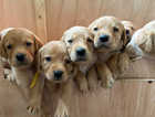 KC Labrador Puppies- ready for their new homes on 6th April