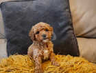 f1b back to poodle cavapoo pups
