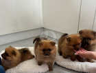 Pomeranian puppies 3 girls and 1 boy