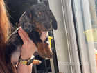 Male Tri Coloured 8 week old dachshund for sale
