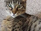 Savannah cat