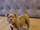 Exotic nano bullys 9 week old ready 4 there 4eva homes only 2x pups   left be fast not last