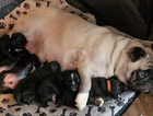 2 Beautiful Girl Pug Puppies left for Sale...