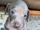 Christmas baby blue boy