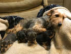 Black and Tan Jack Russell puppies
