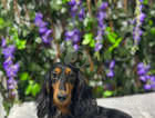 2 stunning black tan miniature longhair dachshund