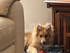 Beautiful female Pomeranian looking for her new home