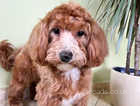 Maltipoo lovely boy 5 months old