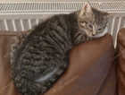 Missing Cat Barkisland - Halifax