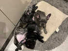 2 girls 1 boy french bulldogs for sale