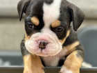 REDUCED AND READY Beautiful old tyme bulldog puppies