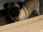 Gorgeous 6 month old male pug