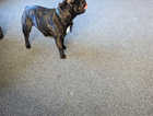 Full pedigree frenchie KC registered papers and micro chipped