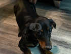 Female dachshund for sale