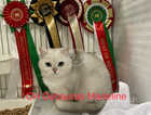 Champion Line BSH Black/Silver Tipped Kittens