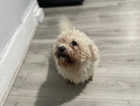 Cute, cuddly and confident maltese boy Frankie 1 Years Old £599