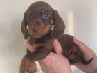 Dachshund puppies looking for a great home 1 girl 1 boy