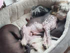 KC  Chinese crested pups