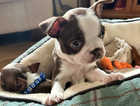 *All found homes* Boston terrier puppies