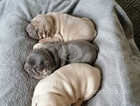 Here we have a litter of 3 male french bulldog puppies