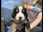 Bernese Mountain Dog Pups