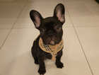 5 month old French bulldog