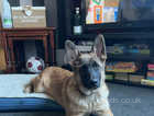 ** GSD puppy 600 or near offer **